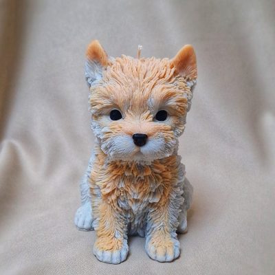 Piesek - Yorkshire terrier