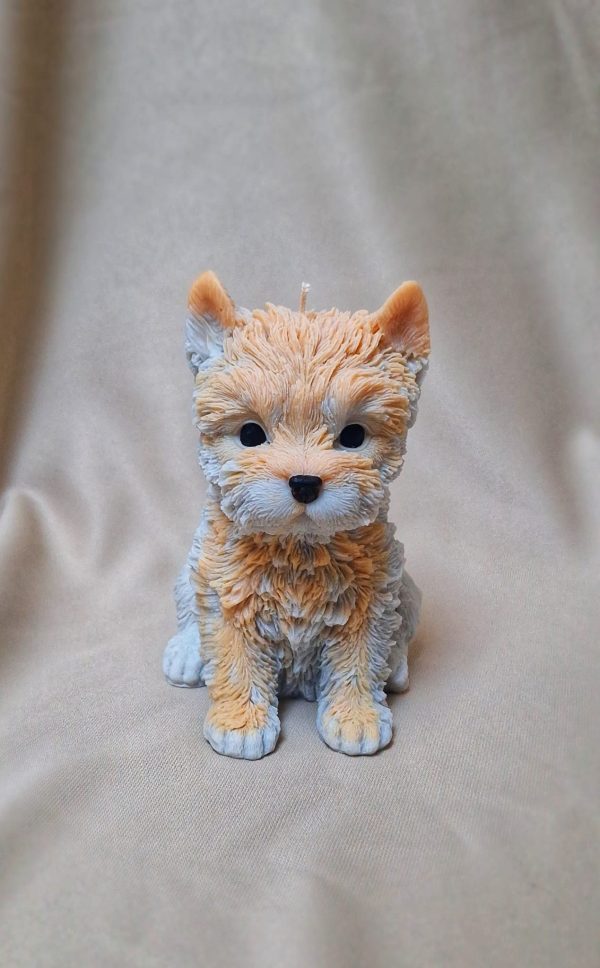 Piesek - Yorkshire terrier
