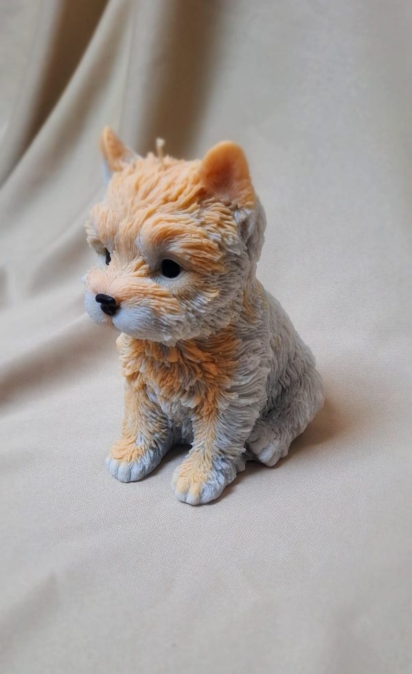 Piesek - Yorkshire terrier - obrazek 2