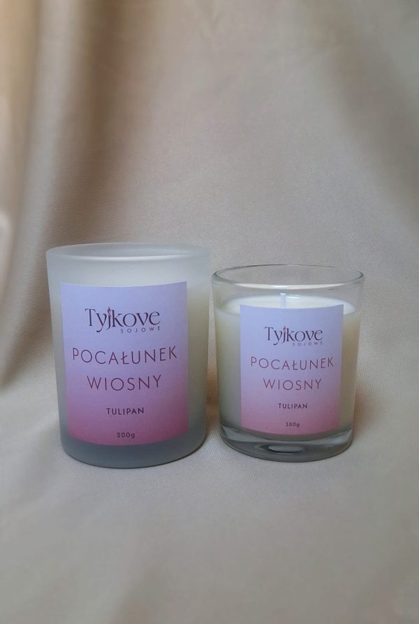 Tulipan - Pocałunek wiosny